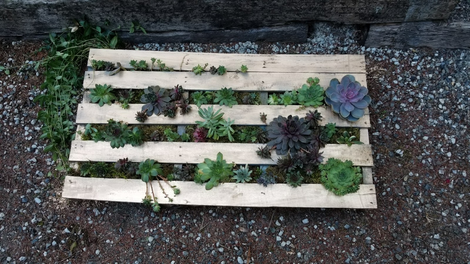 Plants growing through a wooden pallet